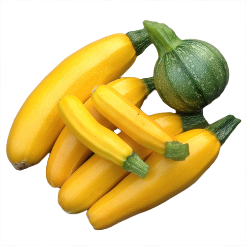 Bí ngồi vàng Đà Lạt