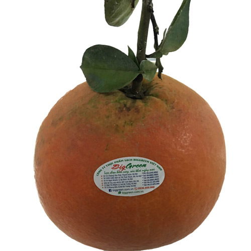 Bưởi Đỏ Tiến Vua size to