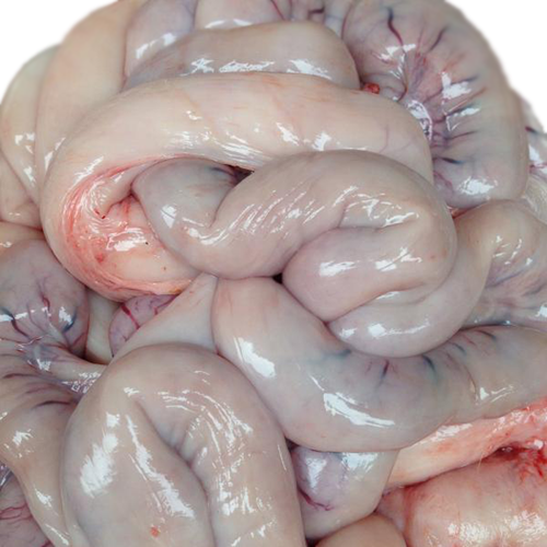 Tràng Lợn bản (T2-4-6-7-CN)