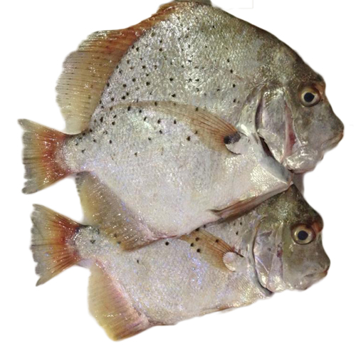 Cá Khiên tươi Cát Bà