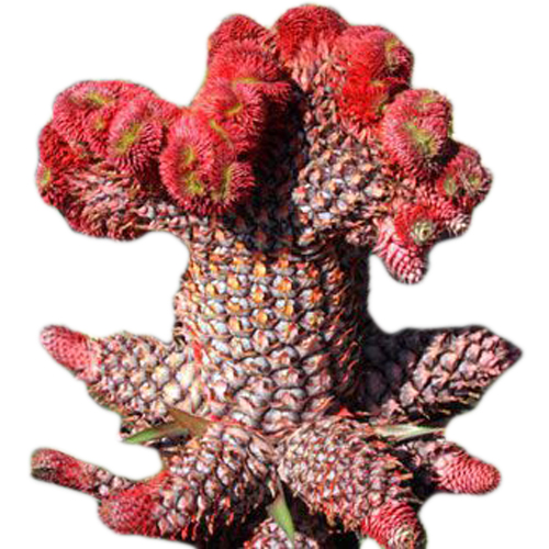 Dứa phụng thờ tết