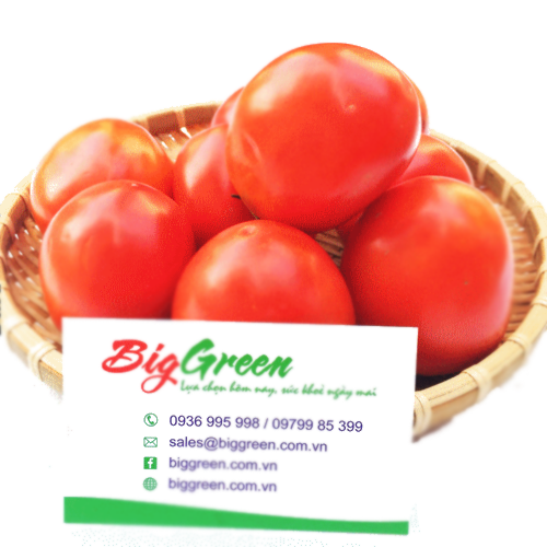 Cà chua Mộc Châu