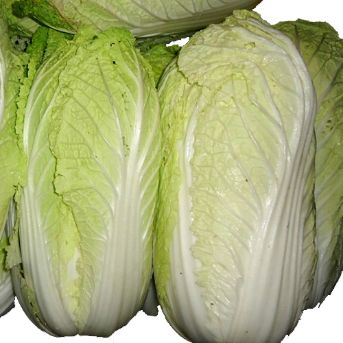 Cải Thảo Đà Lạt