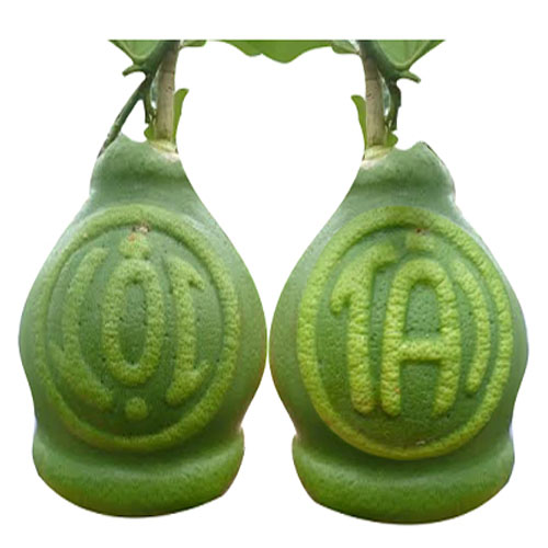 Bưởi Hồ Lô Tài Lộc lửng