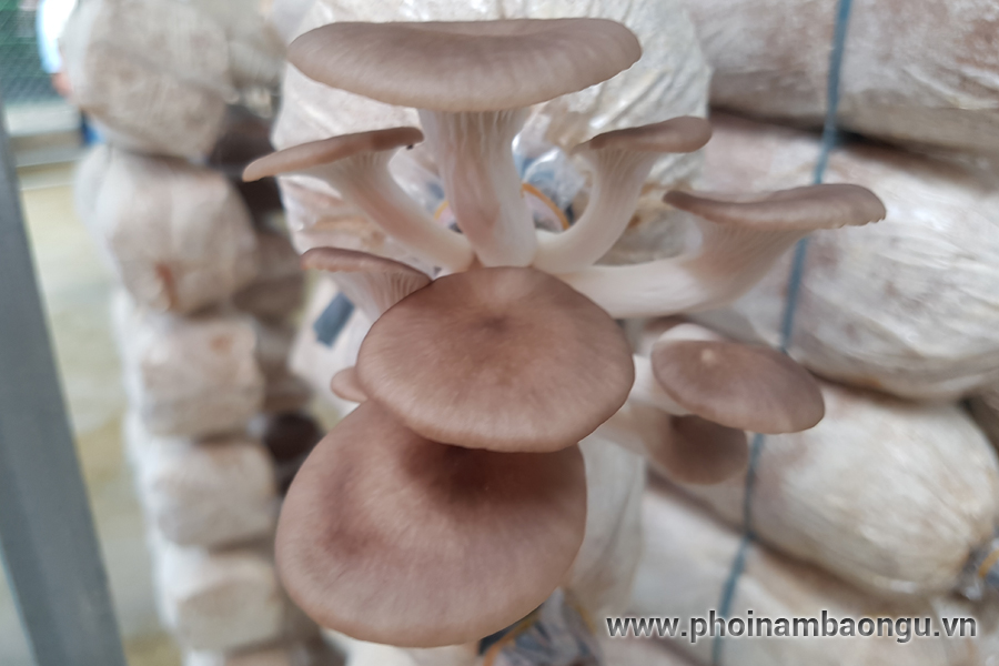 Thịt chưng mắm tép