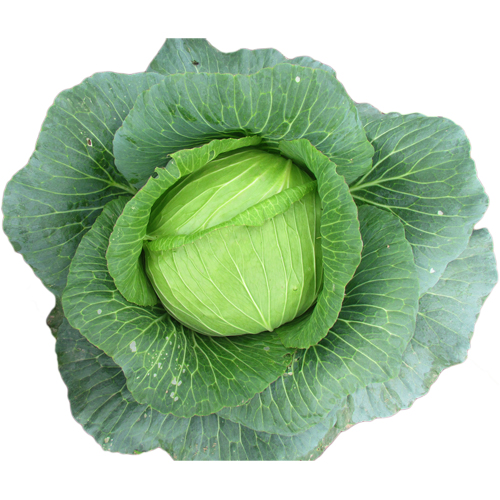 Bắp cải