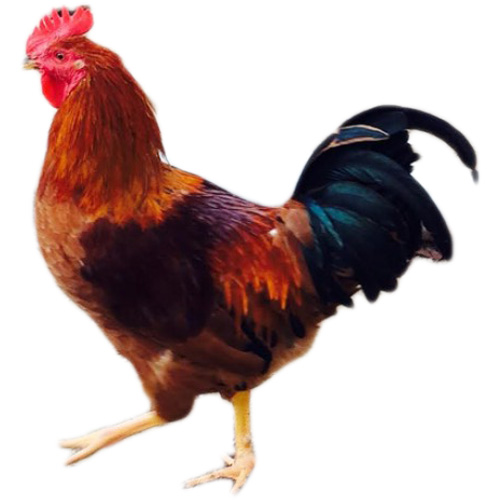 Gà ta