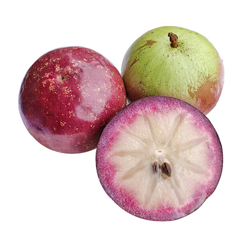 Vú sữa