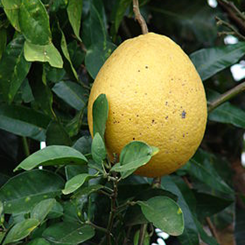 Quả Bưởi