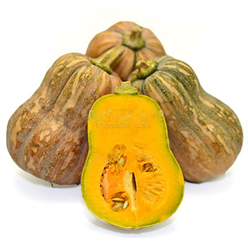 Bí đỏ (BDPN02004)