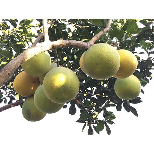 Qủa bưởi Thuần Việt