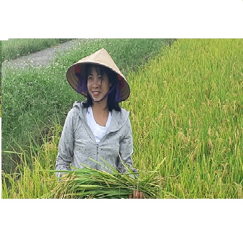 Gạo Nhật hữu cơ