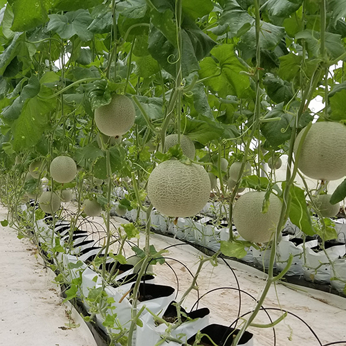 Dưa lưới xanh