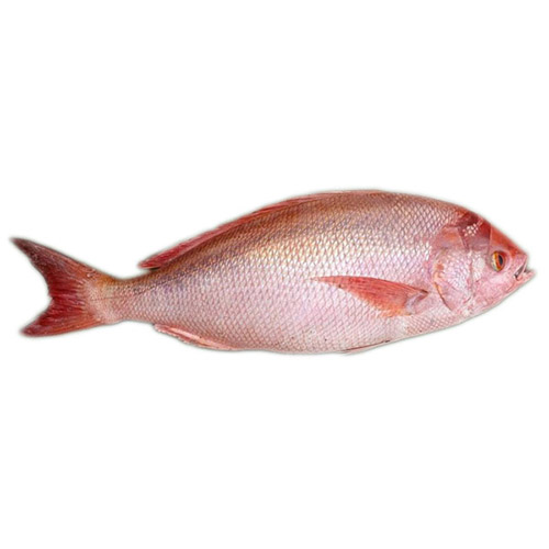Cá hồng