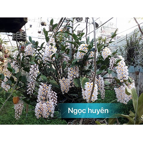 Hoa lan nghệ thuật Đông Anh