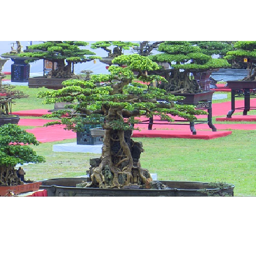 Cây cảnh nghệ thuật