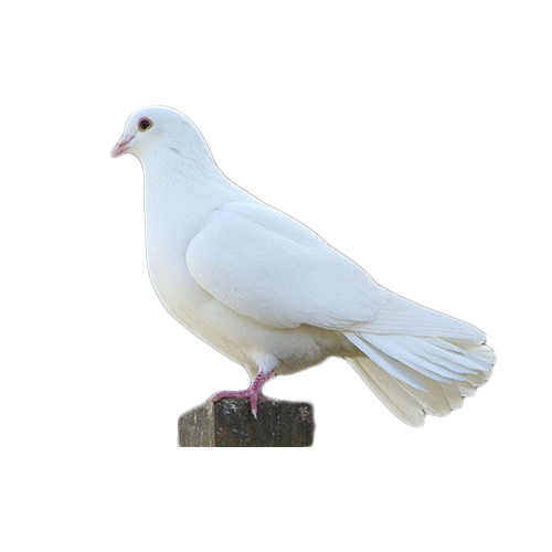 Chim bồ câu