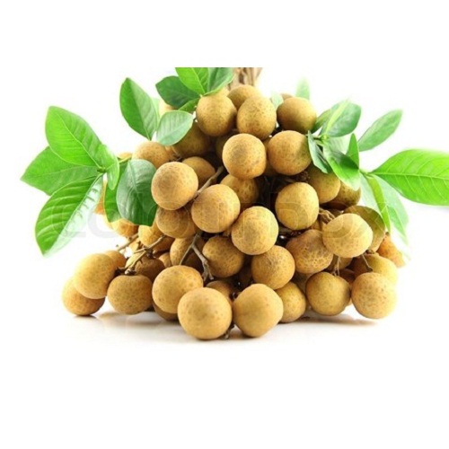 Nhãn chín muộn Hoài Đức