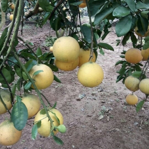 Bưởi diễn Đông Cao