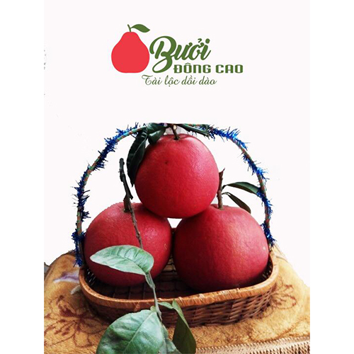 Bưởi đỏ Đông Cao