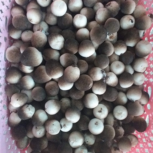 Nấm rơm tươi