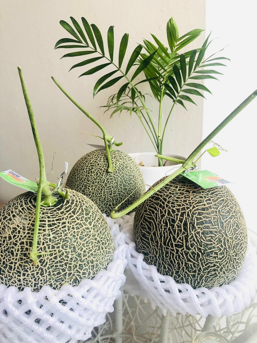 Dưa lưới công nghệ cao