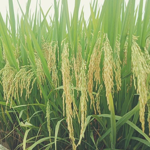Lúa giống QR 15