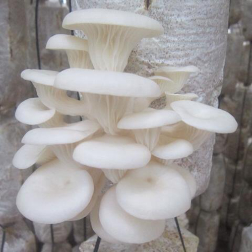 Nấm Sò Nâu
