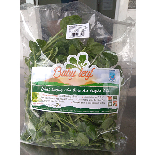 Cải nhật Baby Leaf