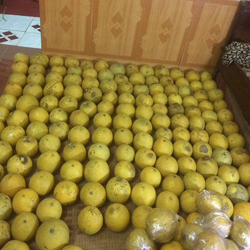 Bưởi diễn Quế Dương