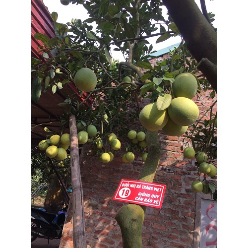 Bưởi Nhị Hà