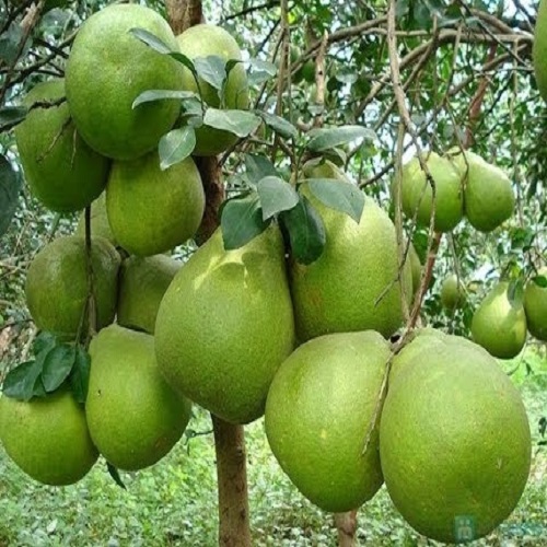 Bưởi da xanh Tứ Đại