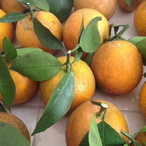 Cam Vinh Tứ Đại