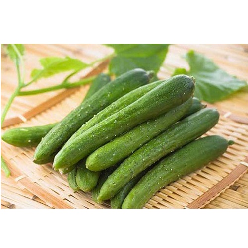 Dưa chuột Quảng Tân