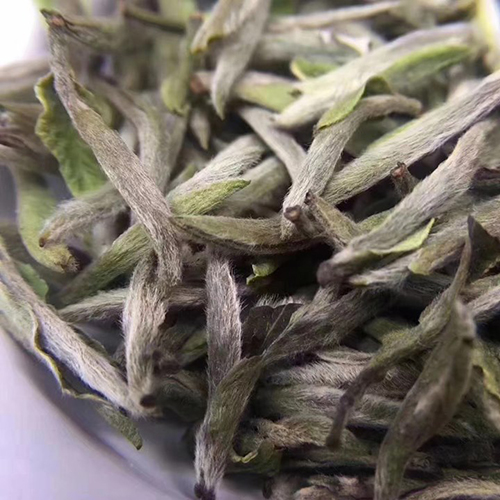 Bạch trà tiên