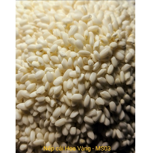 Gạo Nếp cái hoa vàng - MS03