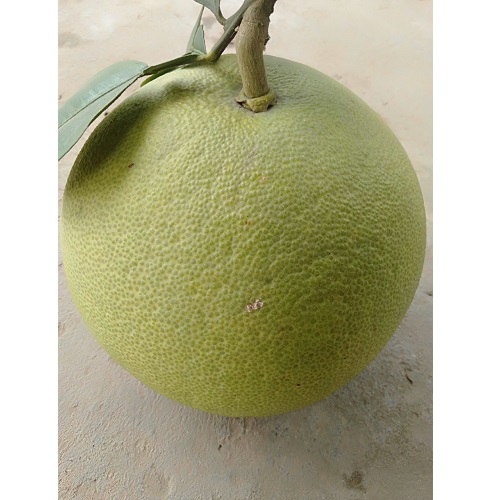 Bưởi Hoàng
