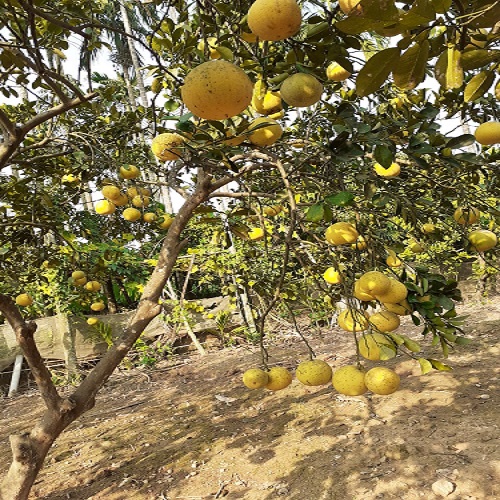 Bưởi Diễn Bột Xuyên