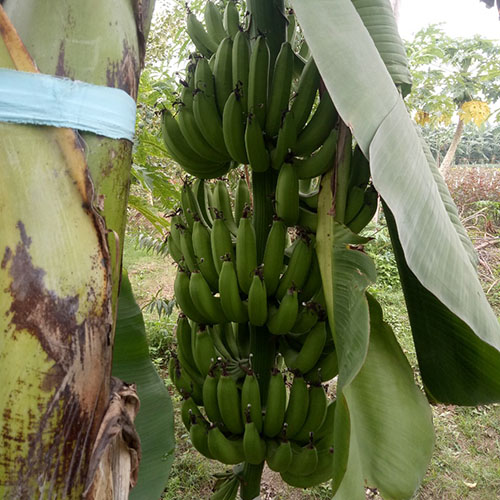Quả chuối