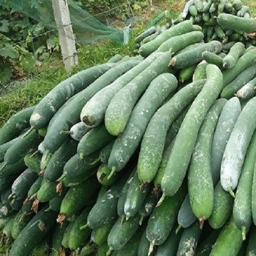 Bí xanh