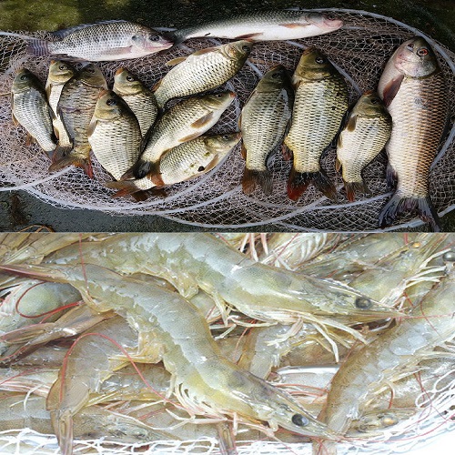 Thủy hải sản