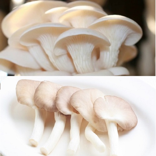 Rau củ quả