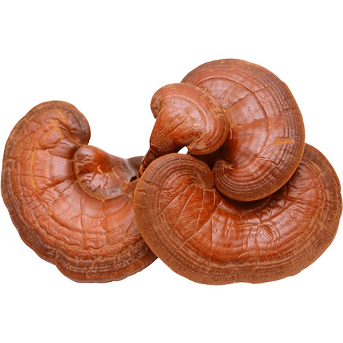 Nấm linh chi quả thể 300g