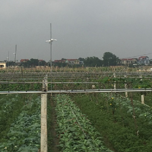 Rau vietgap Tiên Linh