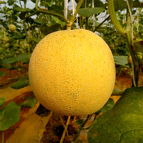Dưa lưới vàng