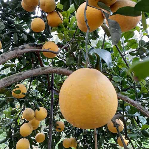 Bưởi Diễn Hữu cơ