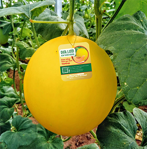 Dưa lưới Kim Thiên Hoàng