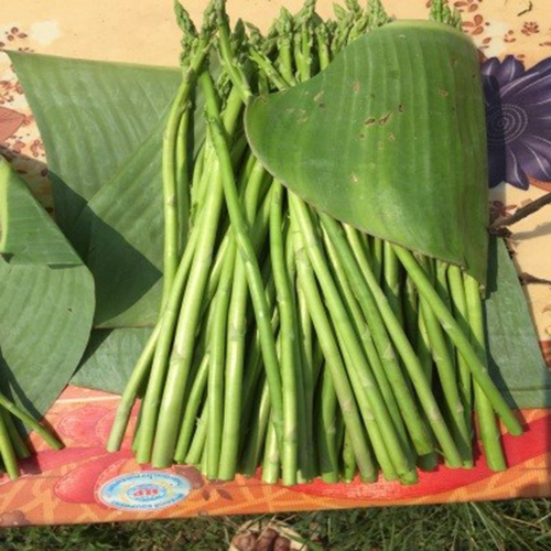 Măng Tây