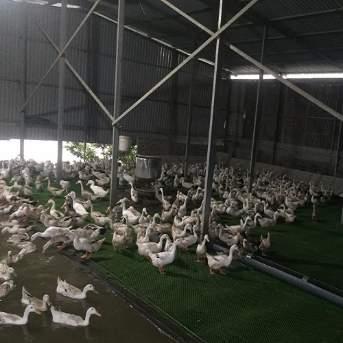Vịt đẻ trứng